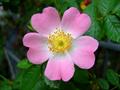 Dog rose